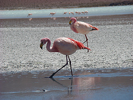 plame�&aacute;ci uprost�ed laguny Hedionda